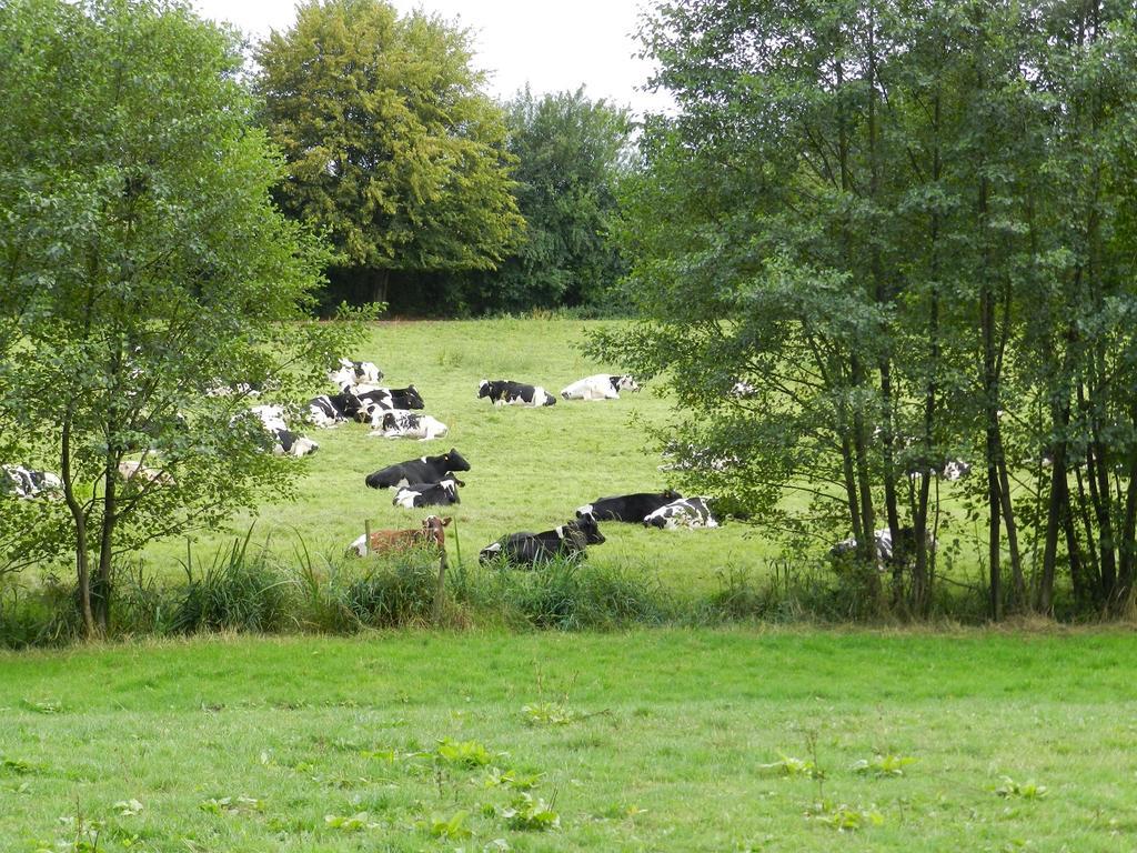 Gîte La Grenouillère Esqueheries Esterno foto